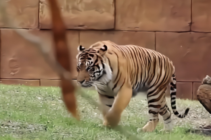 这种老虎曾杀死6米多长网纹蟒太凶猛了