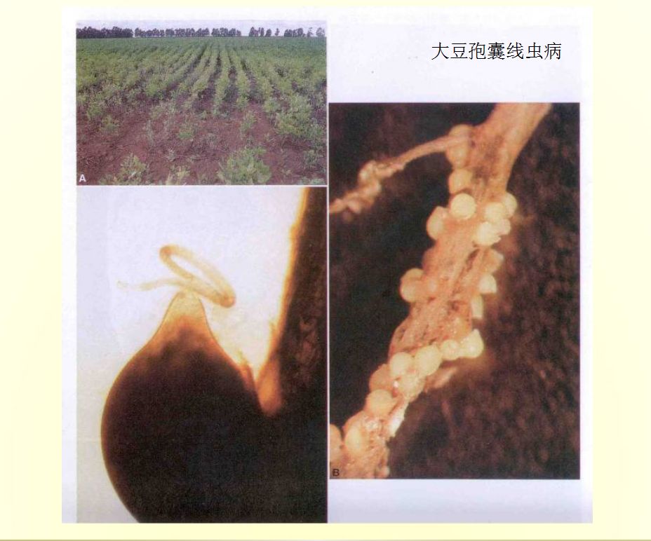 大豆胞囊线虫病原图图片