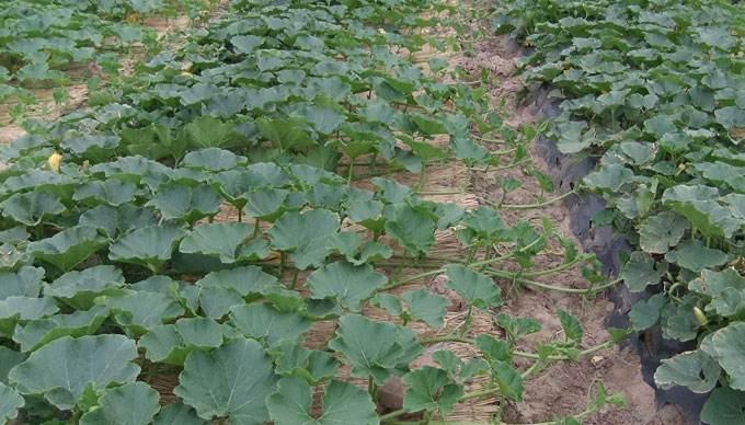 原创菜园子的南瓜藤曼长了一米了该怎么进行管理才能丰产呢