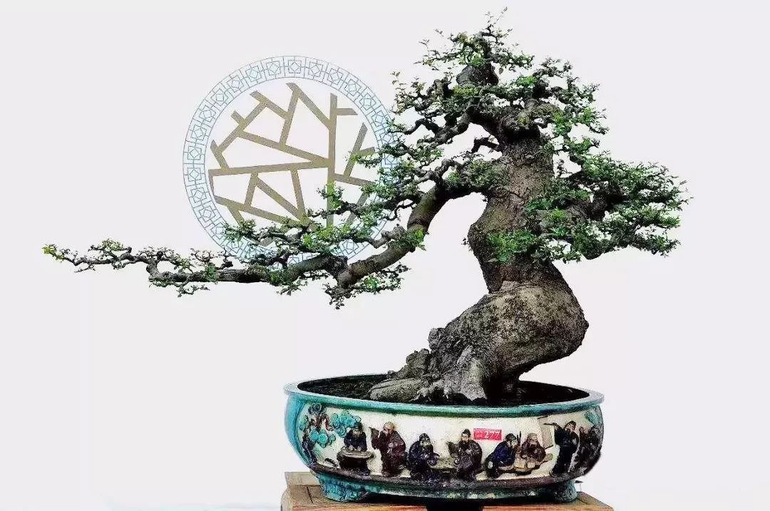 树桩盆景是艺术,又不同于其他艺术品的十大特