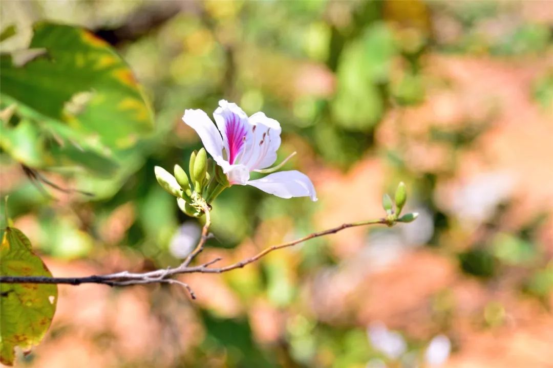 玉荷花小树苗落地期待来年的满山飘香