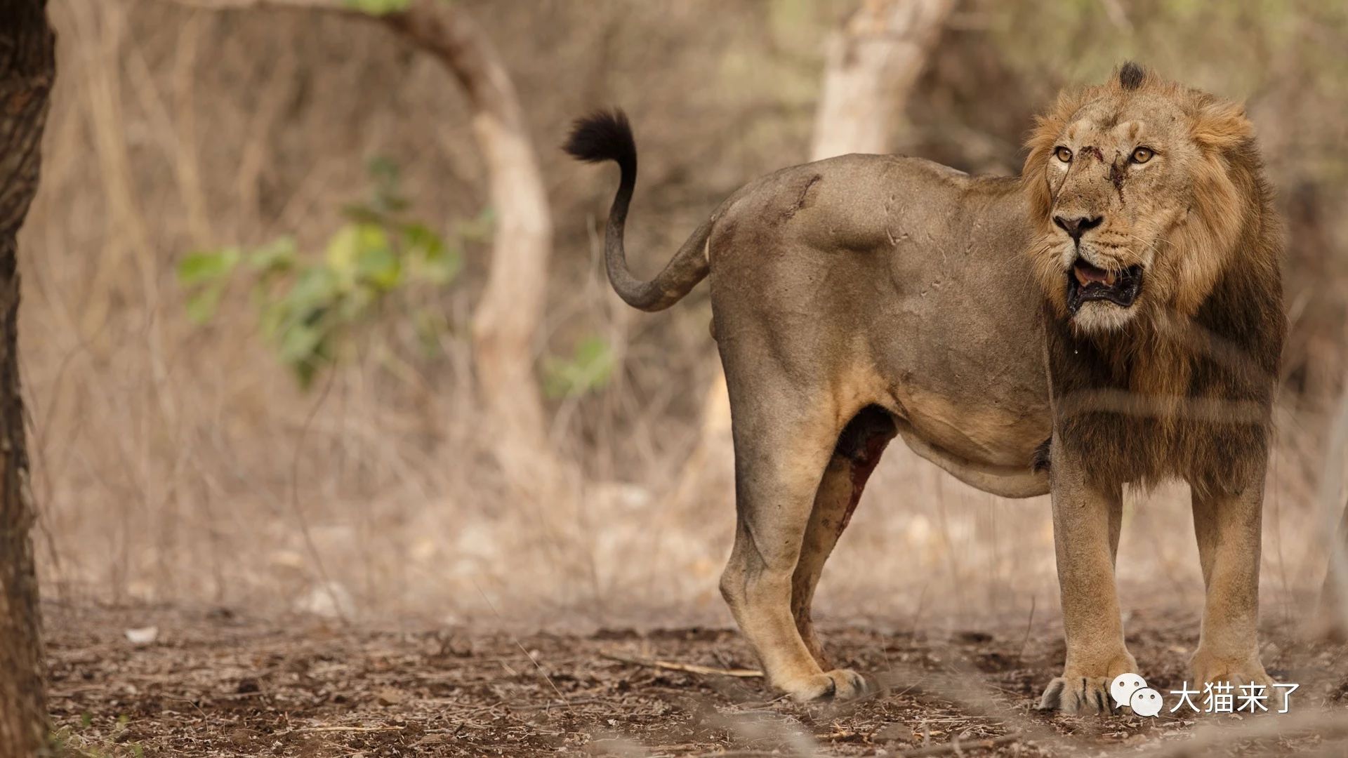 印度有哪5种大型猫科动物?