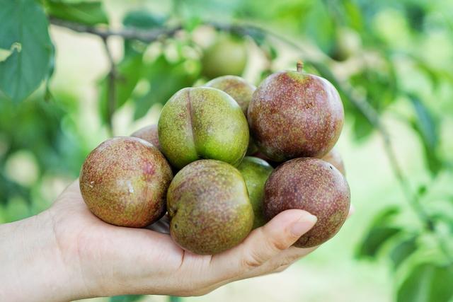 "岭南夏令果王"三华李熟了,最佳采摘期只有20天_翁源