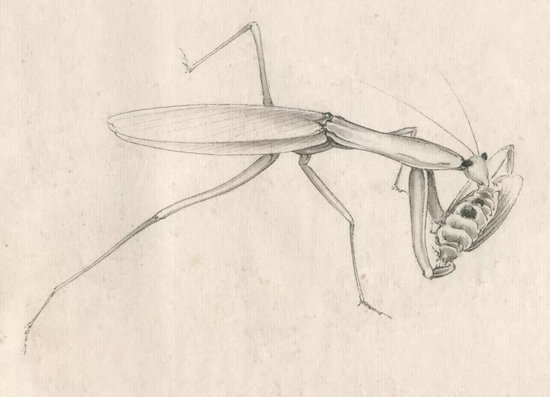 OY手绘：一些螳螂|纯艺术|速写|欧阳鹏杰_OY - 原创作品 - 站酷 (ZCOOL)