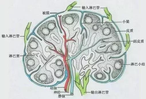 淋巴结的基本结构图图片