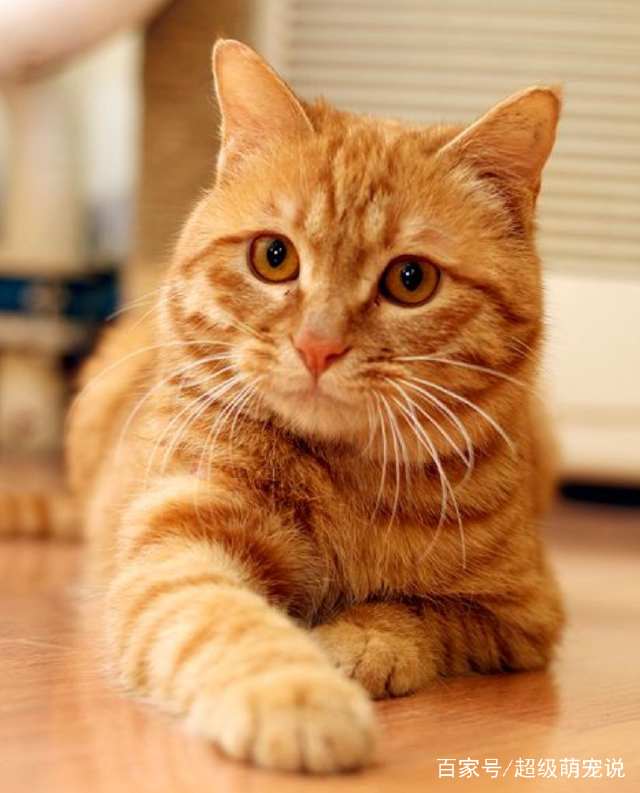 中国土猫狸花猫品种优良且拥有最为出色的眼睛和颜色