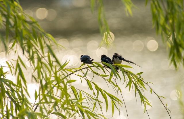鸟类摄影:诗情画意的小燕子