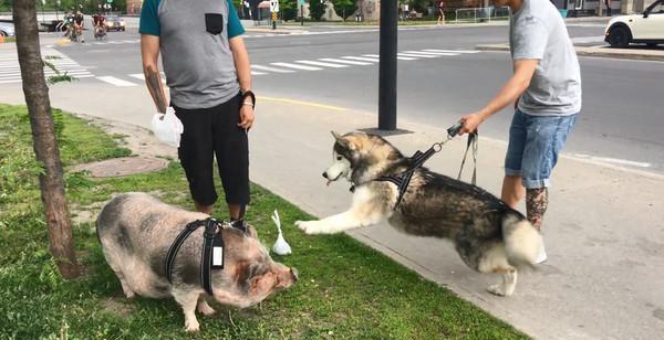 哈士奇看到陌生的宠物猪,激动得一只想要冲过去,但是被主人拽住胸背带