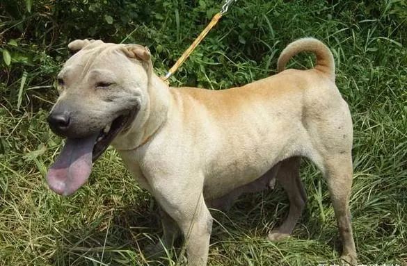 中国名犬,享有中国第一斗犬的美誉!