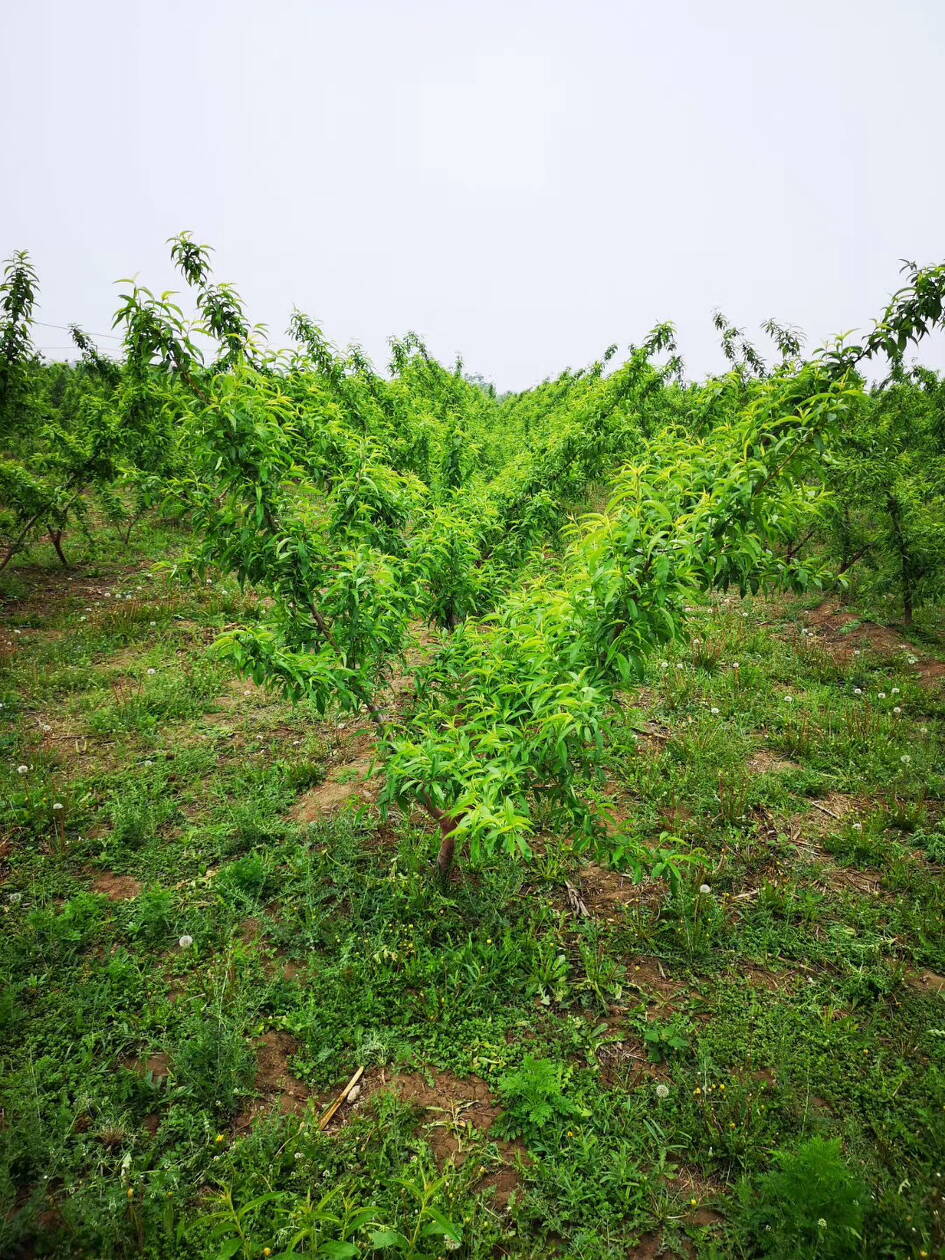 高颜值水果西梅