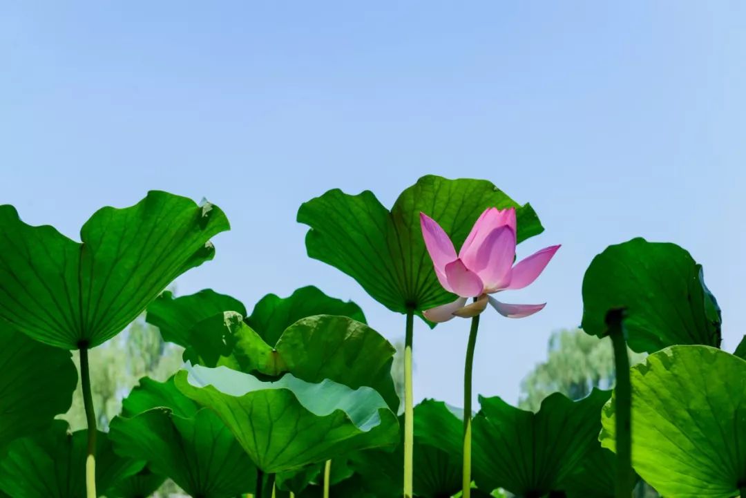 碧綠一片,荷花朵朵睡蓮也不甘落後粉紅色的,淡黃色的,蛋白色,淡紫色.