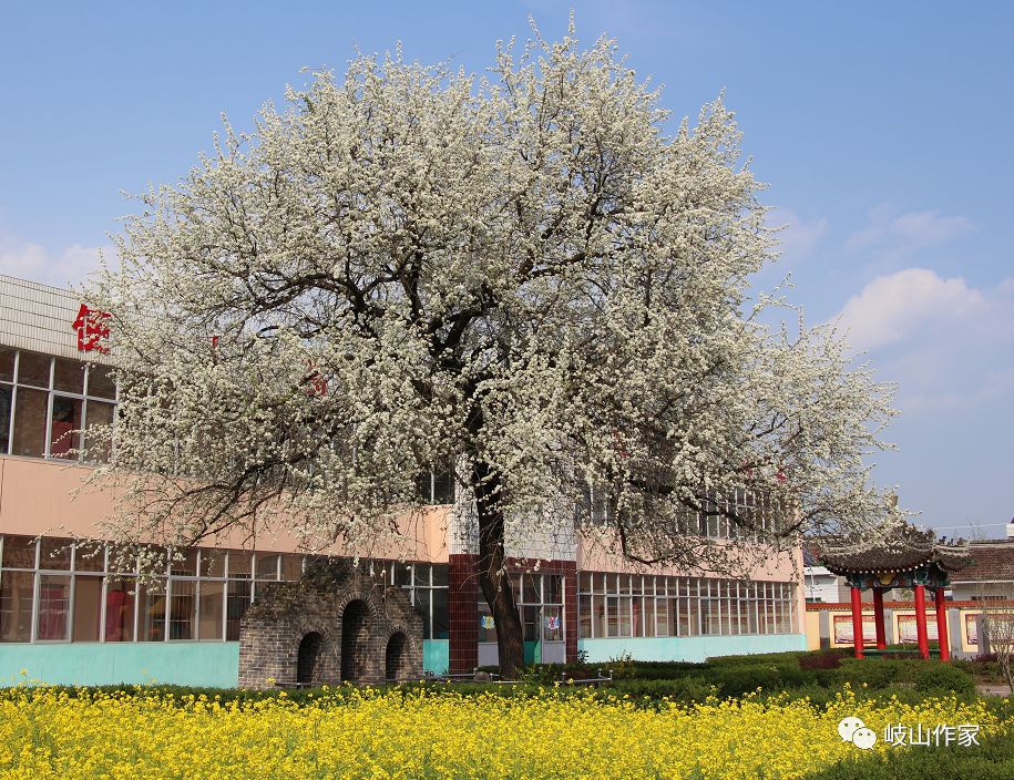 杨烨琼:("根在岐山"征文·26)我的故乡是岐山_甘棠树