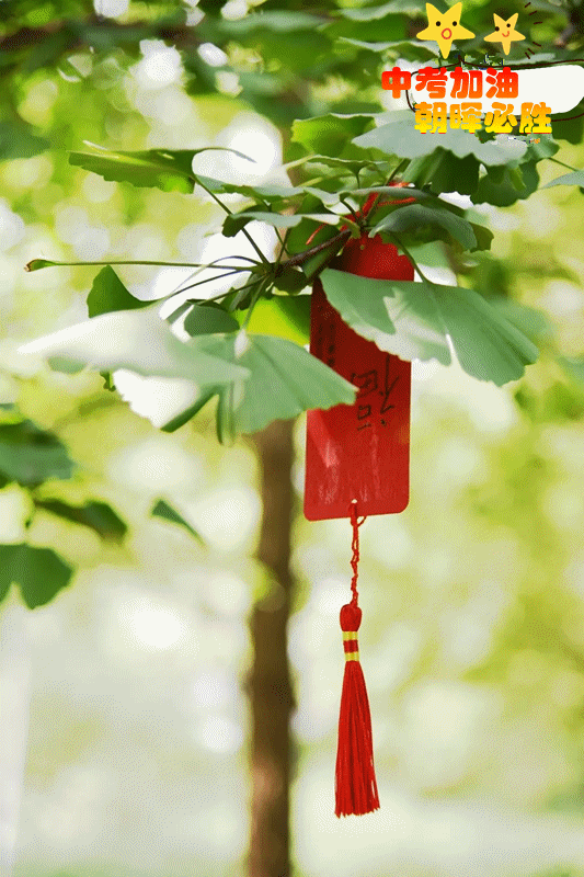 发射出耀眼的光芒阳光穿过窗户绿叶的影子在习题册上跳动风吹动树梢