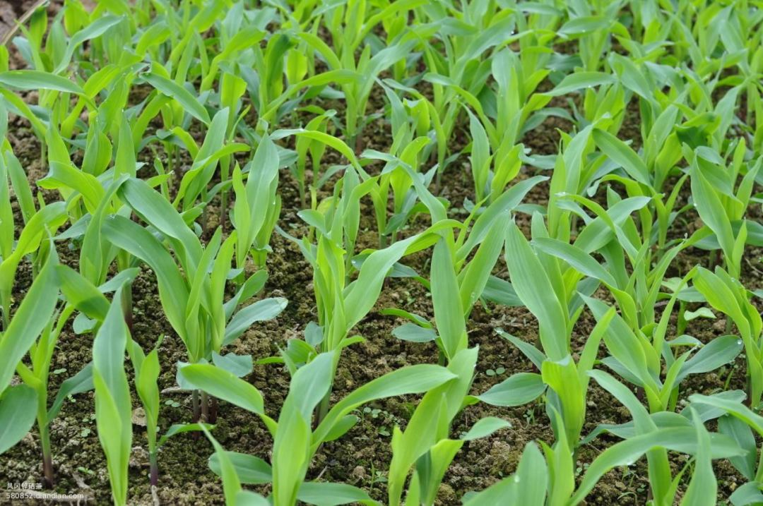 现在正是玉米间苗的最佳时期,希望广大农民朋友及时进行.
