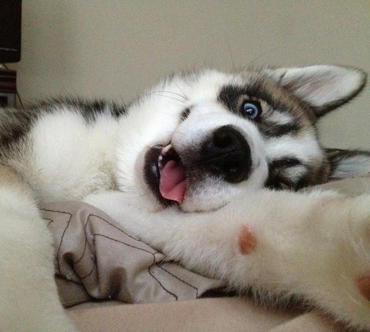 宠物界的"自拍之王",以后谁还敢说动物不会拍照!