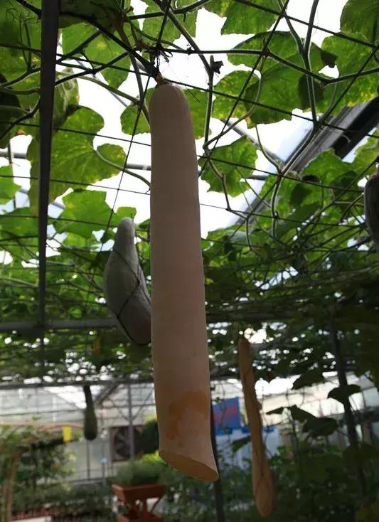 神奇"砍瓜"砍着吃,吃多少,砍多少,天天吃鲜瓜_种植