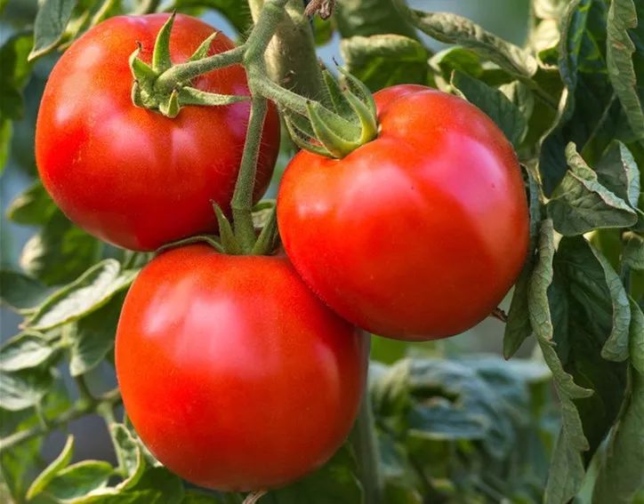 沙沙糯糯满口飙汁30年前老味西红柿人吃人爱