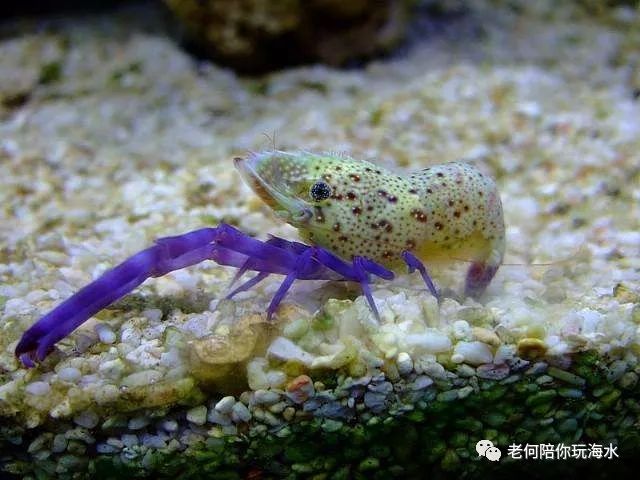 (重发)最全的海水观赏虾知识及饲养注意点_薄荷虾