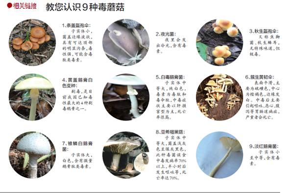 满眼冒星星的季节来了咋个吃菌你给有准备好了