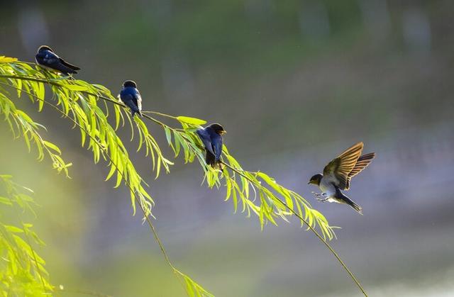 春天燕子归来的风景图图片