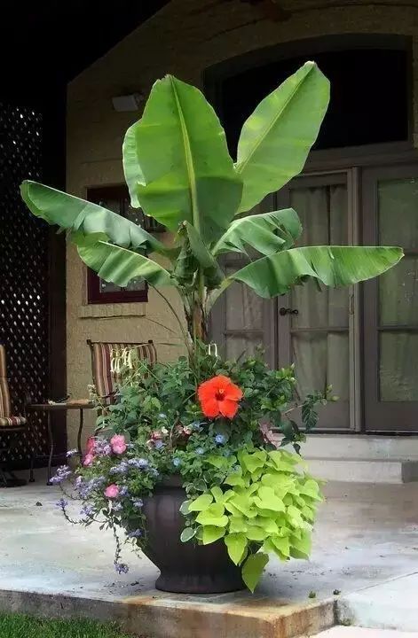 因为这个寓意,芭蕉叶落地百姓寻常家.雨点滴滴芭蕉叶