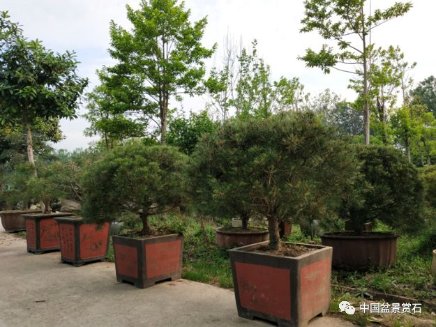 盆景新贵——白皮松