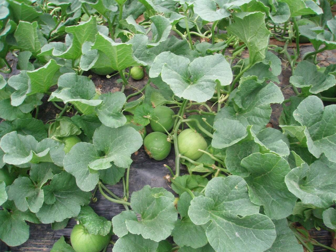 原创雨季来临也是种植的甜瓜开花坐果期间甜瓜开花该如何管理