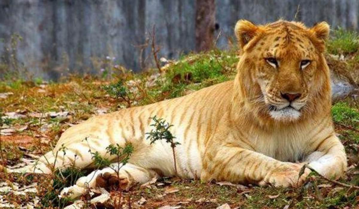 上海野生动物园狮虎兽图片