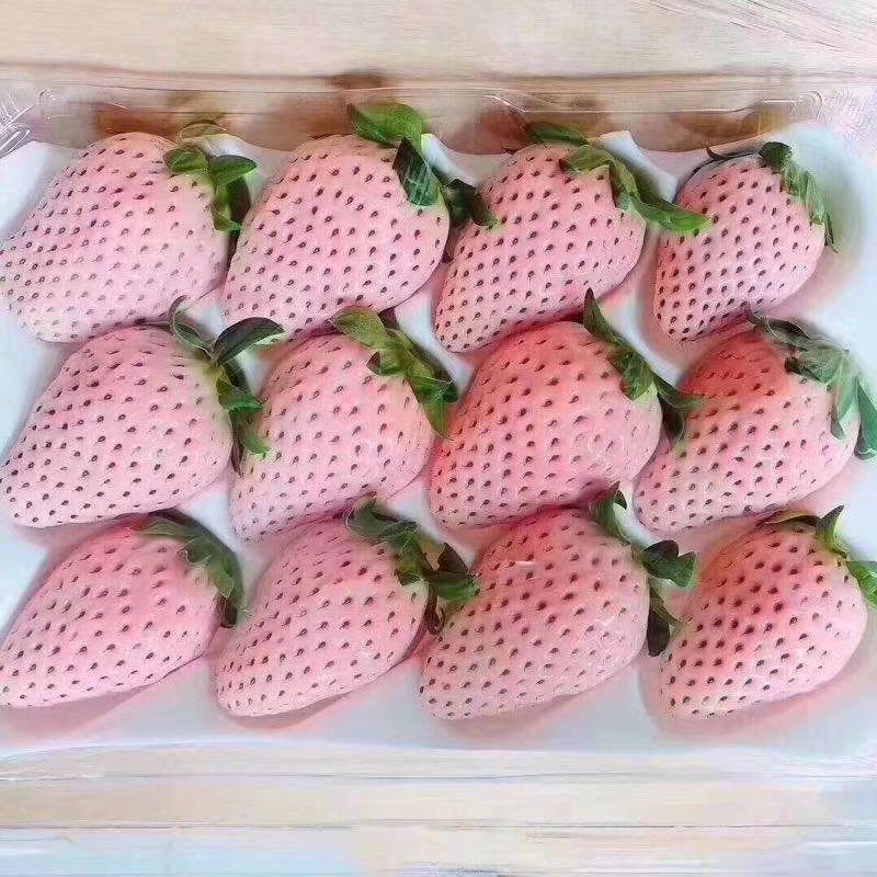 白雪公主草莓苗日本品种