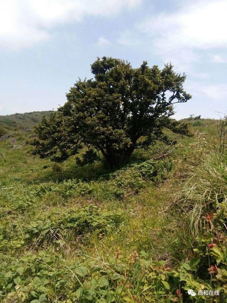 薤兴渠,_大山谷图库