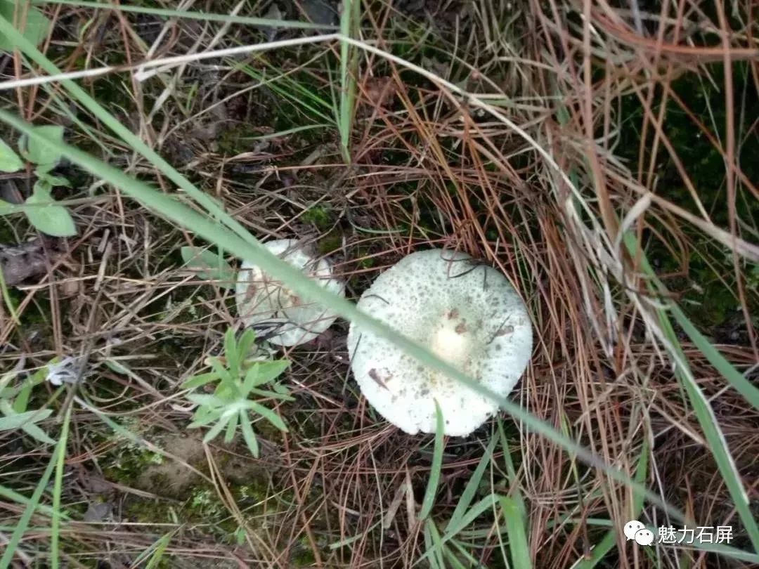 野生菌上市卖到5080元一市斤不等比往年