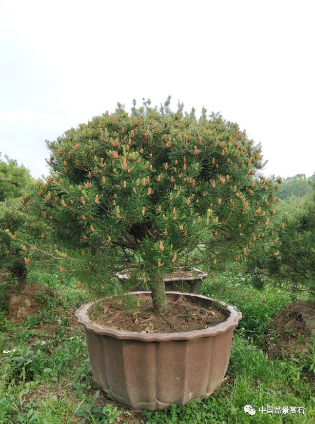 盆景新贵——白皮松