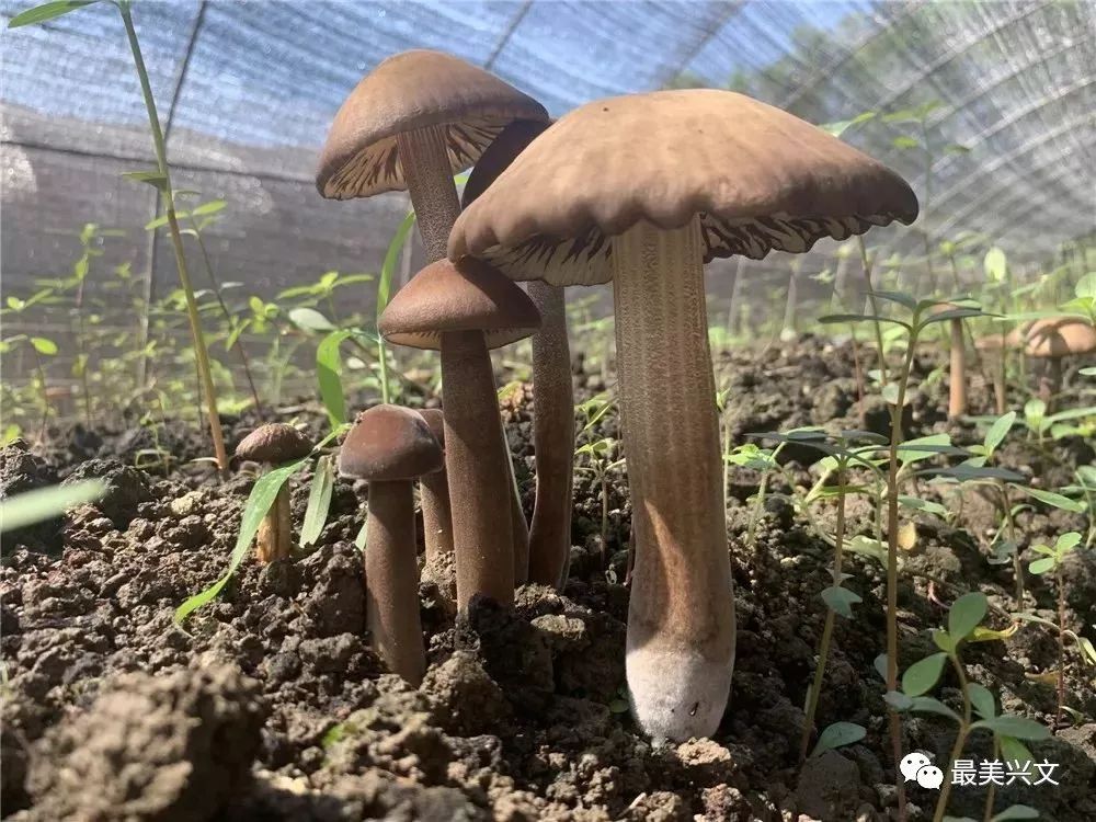 兴文农村随处可见的食物,如今卖到80一斤,现在还有人大量种植!_兴文县