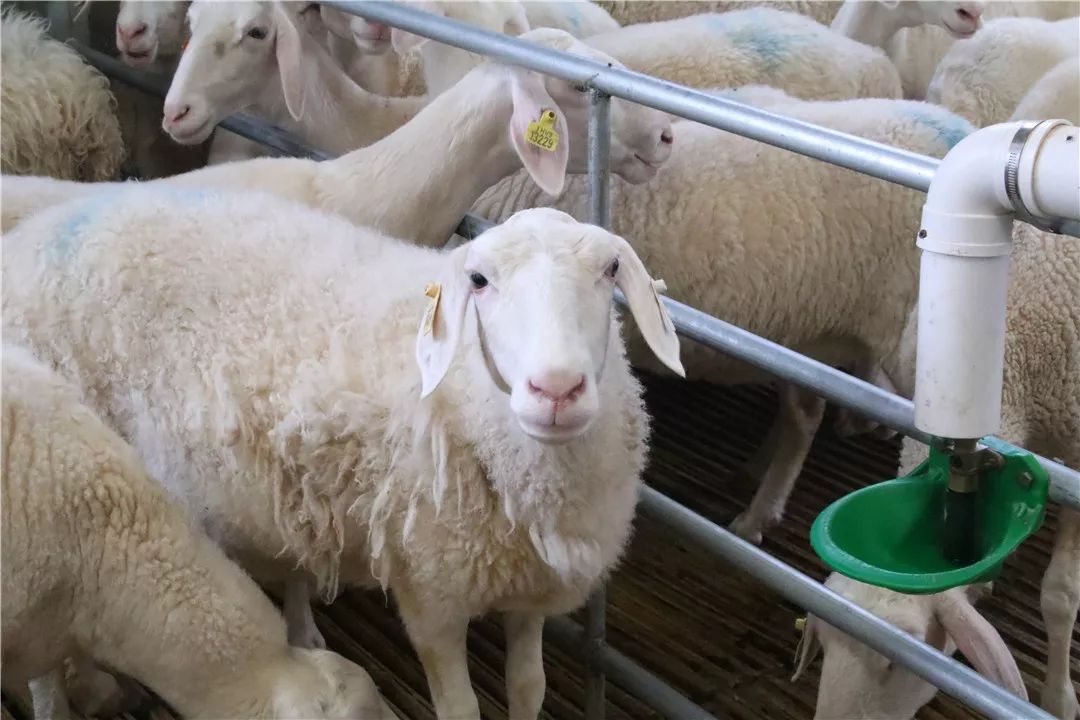 "八百里黄河行" | 天赋河套 味道很赞_胡羊