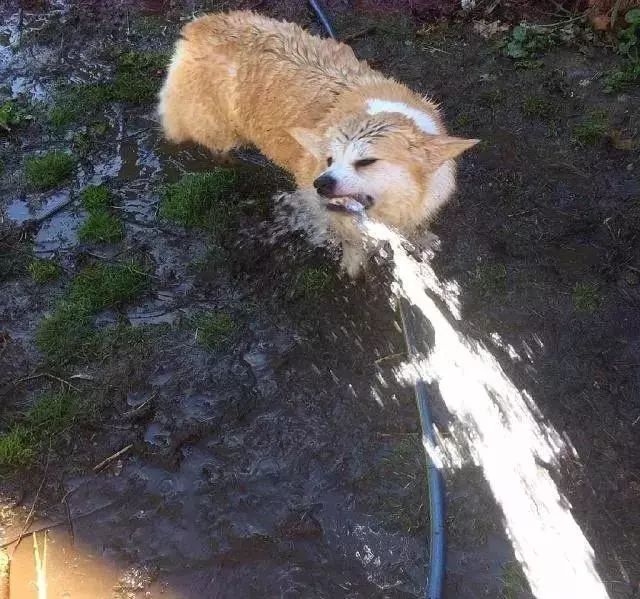 柯基喝水突然被大嘴汪截流,狗子的表情.太狠了