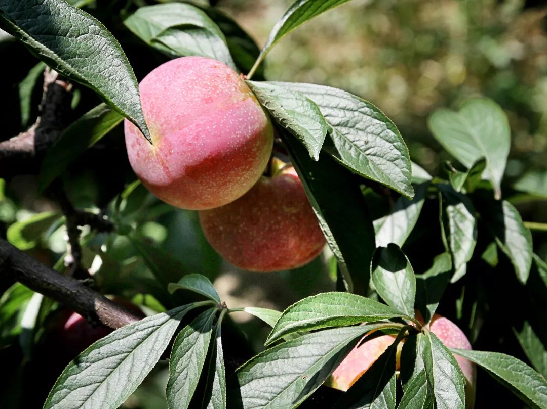 【有声新闻】本月20日起,槜李将陆续上市!为何高价还一果难求?