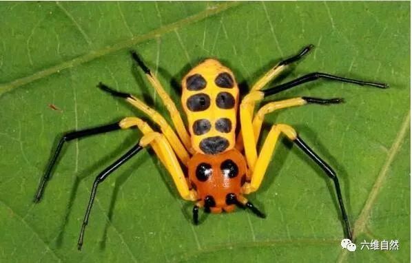 西双版纳发现新品种蜘蛛先导板蟹蛛体长13毫米却异常鲜艳