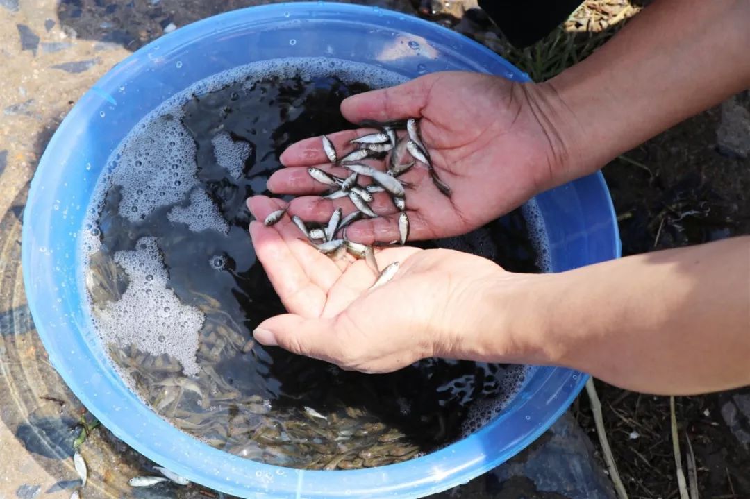 湖口再次向鄱阳湖,长江放流1200万条鱼苗,总额达22.5万元!