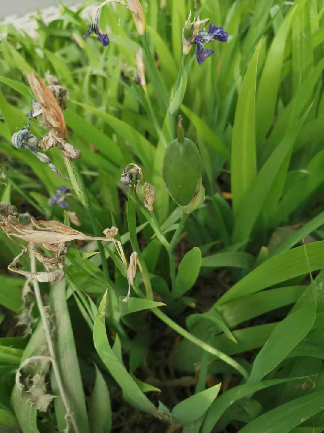 鸢尾草果实图片