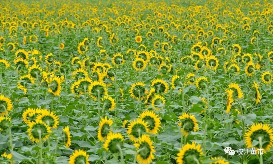 免費宜昌這片向日葵花海藏不住了速來