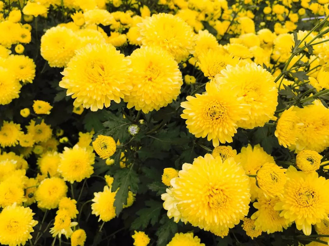 皇菊花瓣中还含有多种氨基酸,维生素和微量硒元素,能够养肝明目,清热