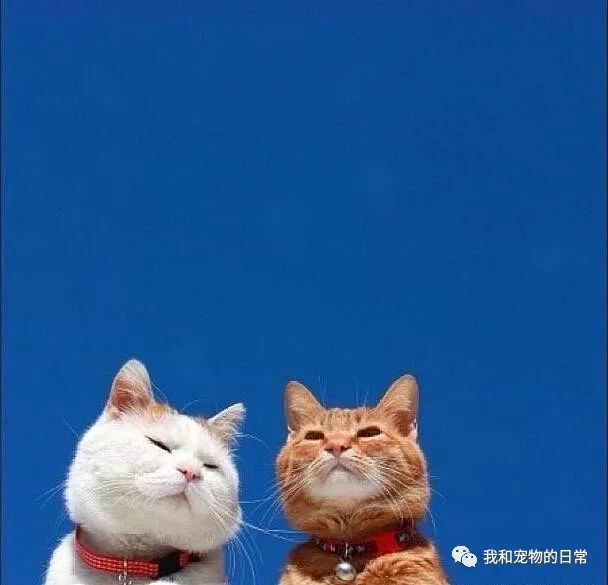 猫咪头像蓝天背景图片