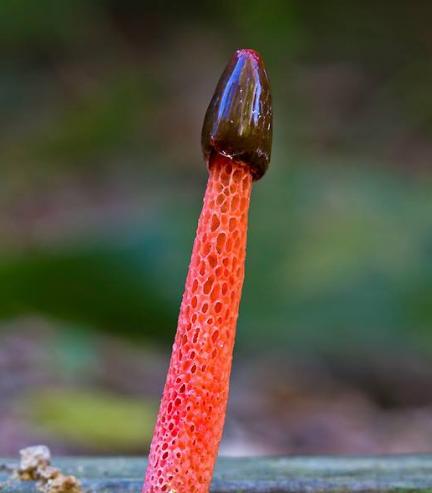 不受待见的一种"菌类",却无比珍贵,看到以后要珍惜 ,不要错过