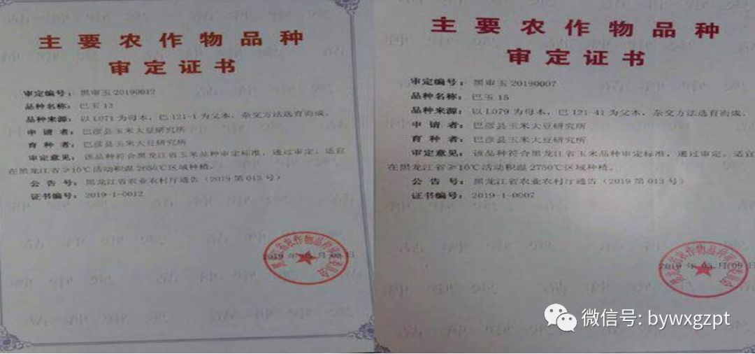 喜讯巴玉13巴玉15通过省农作物品种审定