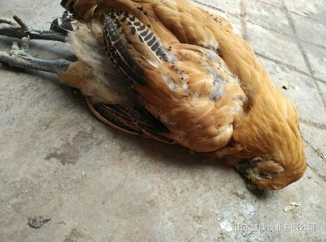 鸡发烧有什么症状?