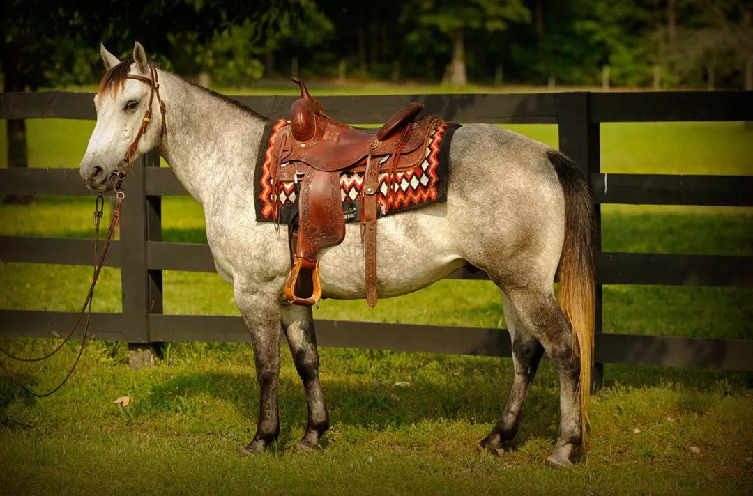 关于夸特马你可能不知道的七件趣事