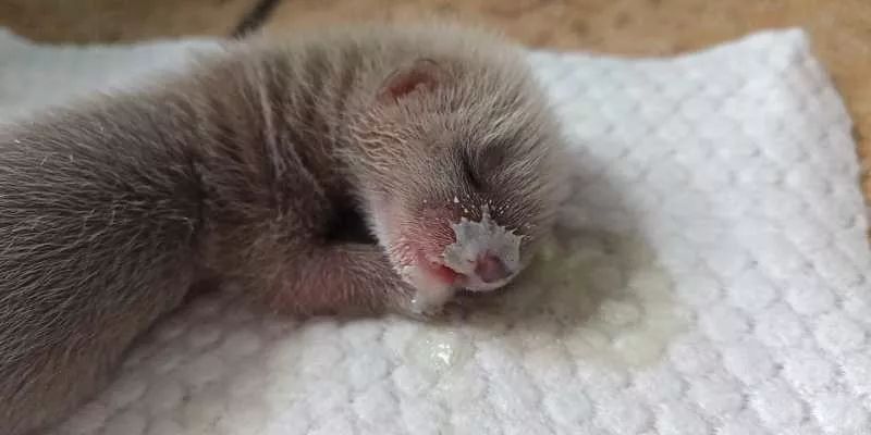 黄鼠狼刚出生的图片图片