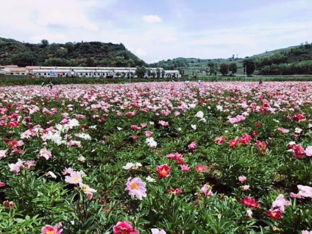 美麗寶雞芍藥花海映龍門一夜爆火