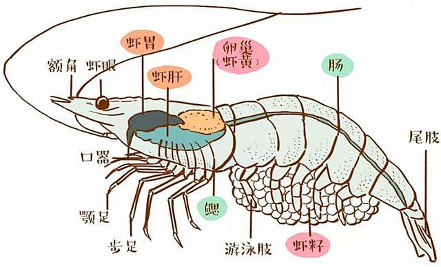 有人说虾头里是"精华",有人说是"屎",到底是啥?你知道吗