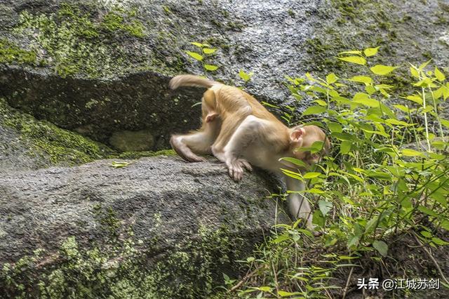 走进天堂寨,与野猴"约会"于野猴谷